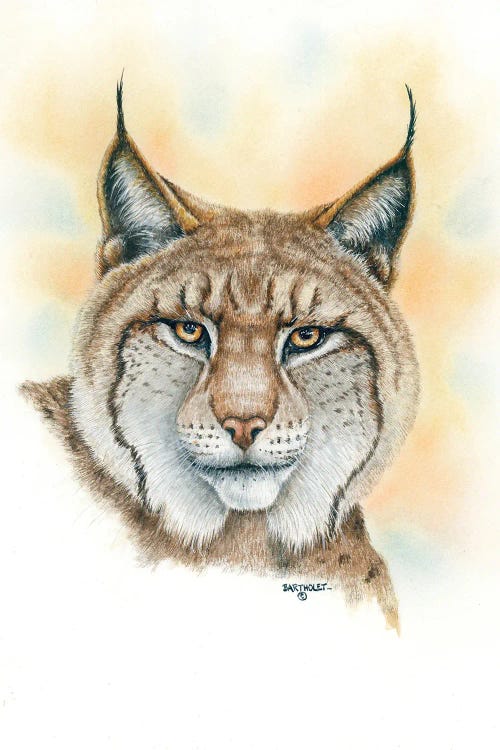 Lynx by Dave Bartholet wall art