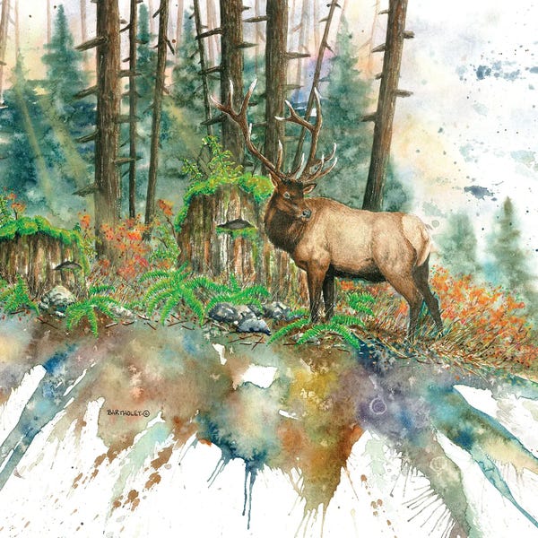 Dave Bartholet: Old Growth by Dave Bartholet