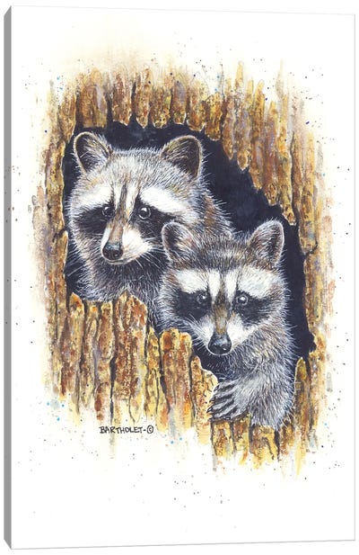 Banditos Canvas Art Print - Raccoon Art