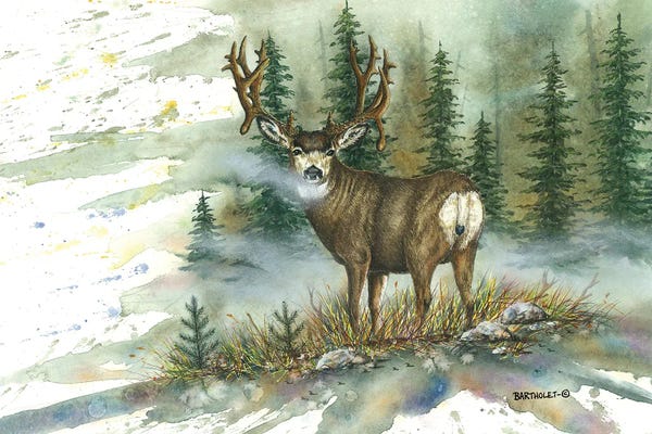 Pine Trees: Mulie Back Glance by Dave Bartholet