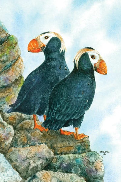 Tufted Puffins by Dave Bartholet framed canvas print