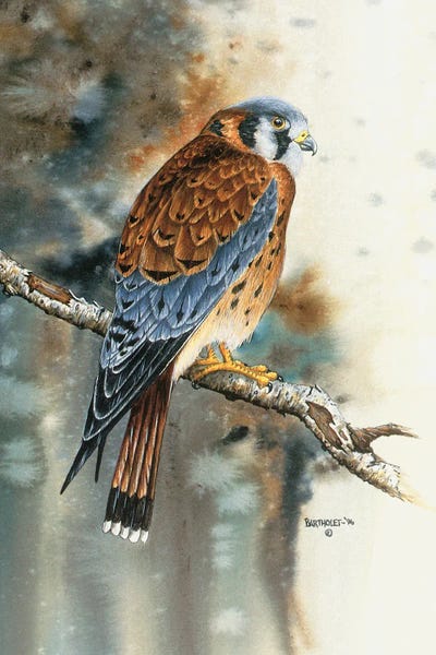 Kestrel Falcon by Dave Bartholet framed canvas print