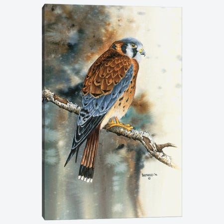 Kestrel Falcon Canvas Print #DBT154} by Dave Bartholet Canvas Wall Art