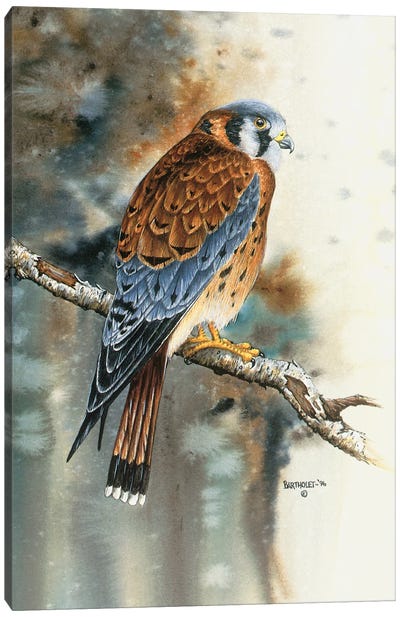 Kestrel Falcon Canvas Art Print - Dave Bartholet