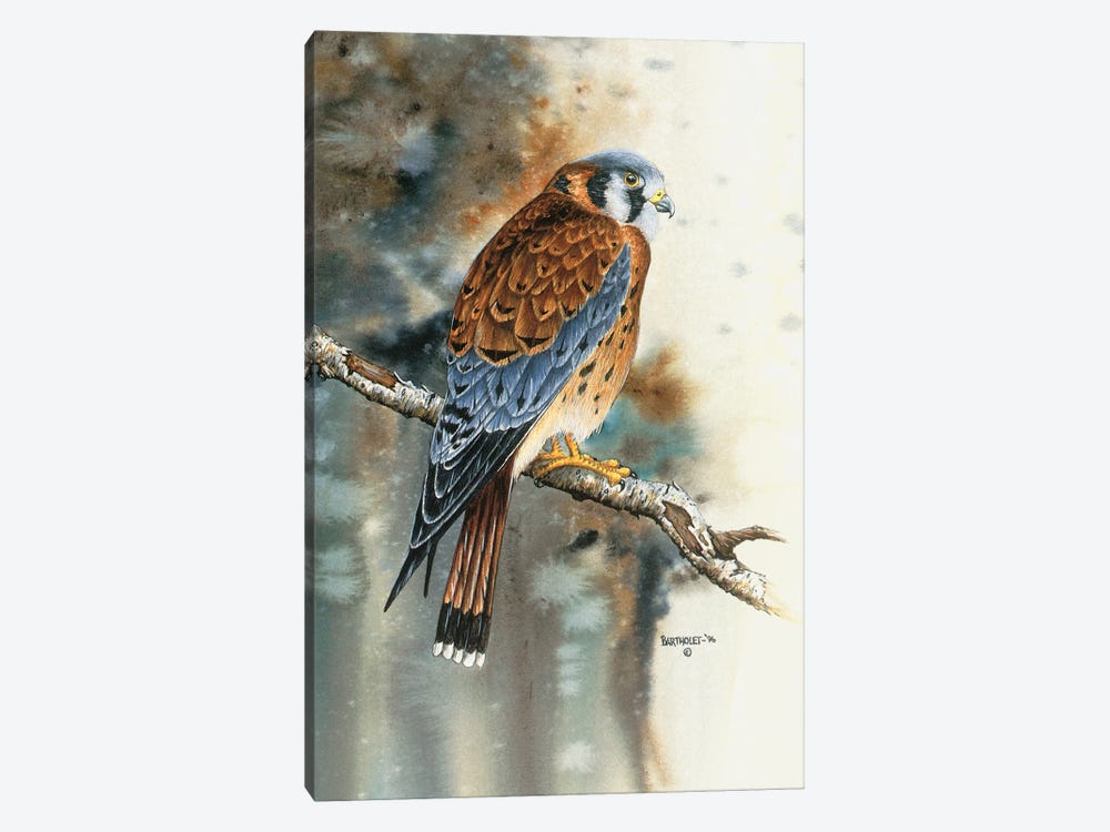 Kestrel Falcon by Dave Bartholet 1-piece Art Print