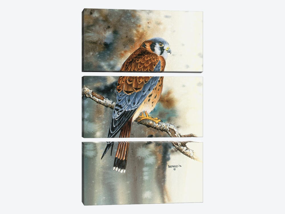 Kestrel Falcon by Dave Bartholet 3-piece Art Print