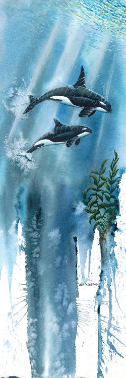 Orcas by Dave Bartholet wall art