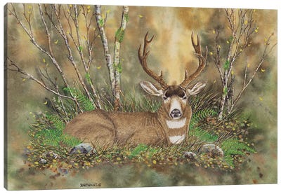 Blacktail Buck Canvas Art Print - Dave Bartholet