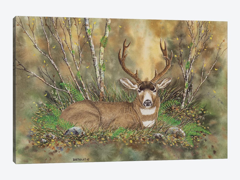 Blacktail Buck by Dave Bartholet 1-piece Canvas Art Print