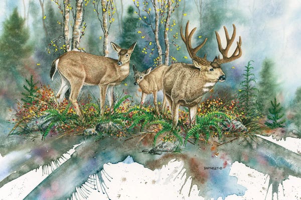 Dave Bartholet: Blacktails by Dave Bartholet