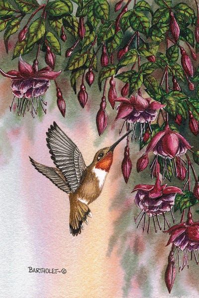 Dave Bartholet: Fuchsias by Dave Bartholet