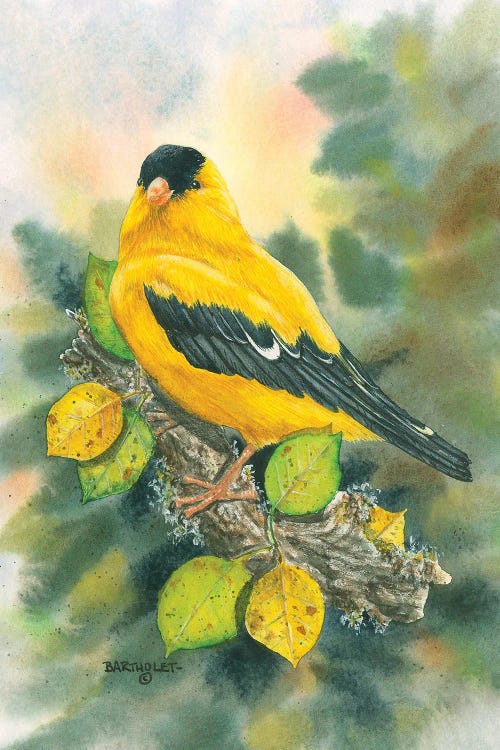 Goldfinch by Dave Bartholet wall art