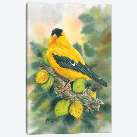 Goldfinch Canvas Print #DBT47} by Dave Bartholet Art Print