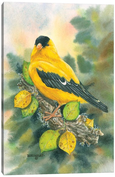 Goldfinch Canvas Art Print - Dave Bartholet