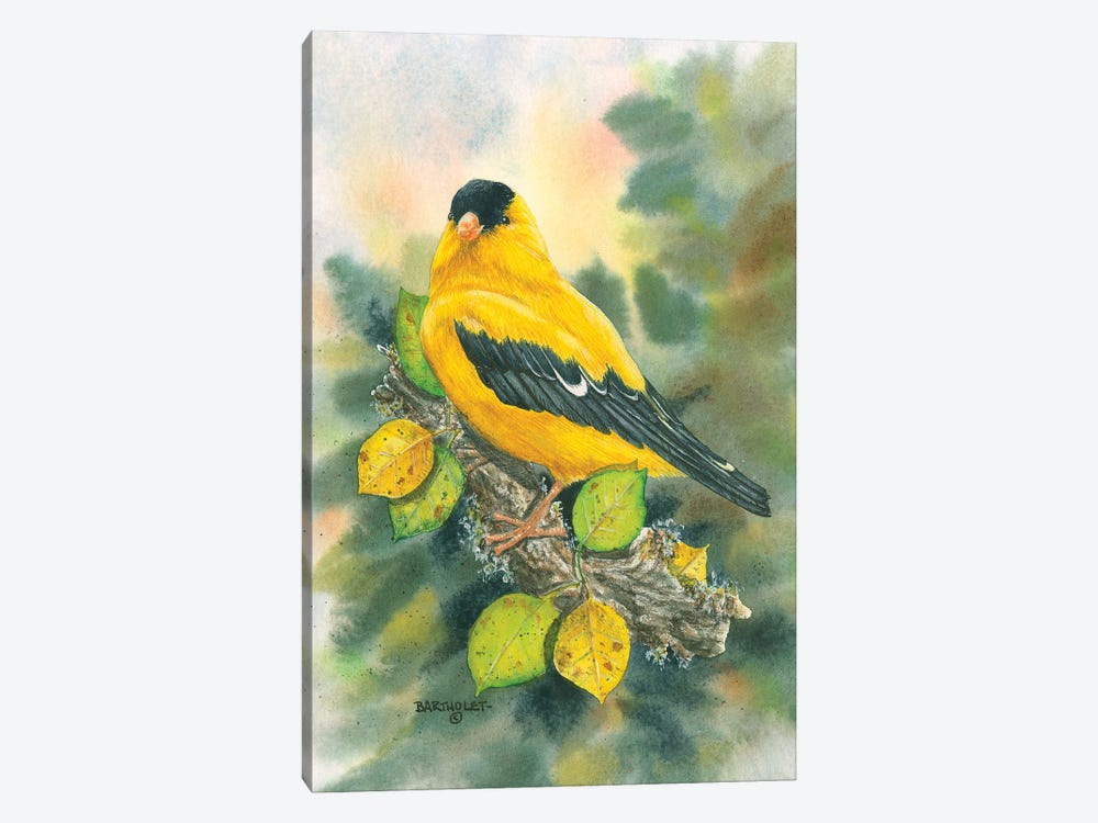 Goldfinch by Dave Bartholet 1-piece Canvas Artwork