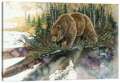 Huckleberry Grizz Canvas Art Print - Dave Bartholet