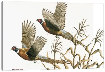 Long Tails Canvas Art Print - Pheasant Art
