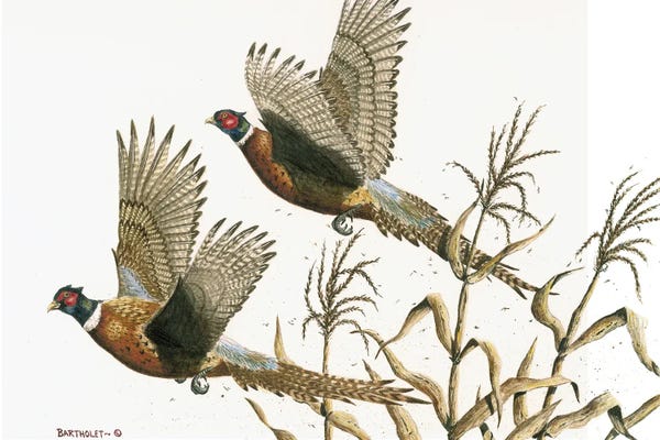 Dave Bartholet: Long Tails by Dave Bartholet