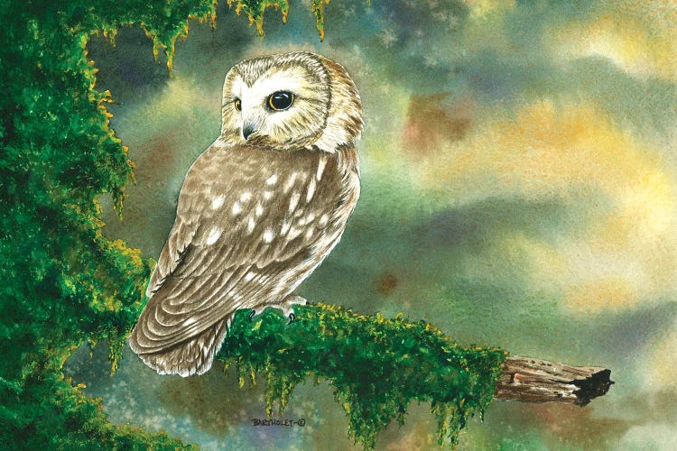 Saw Whet Owl by Dave Bartholet wall art