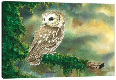 Saw Whet Owl Canvas Art Print - Dave Bartholet