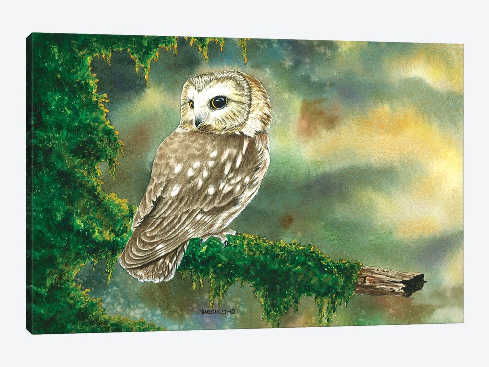 Saw Whet Owl by Dave Bartholet 1-piece Canvas Wall Art