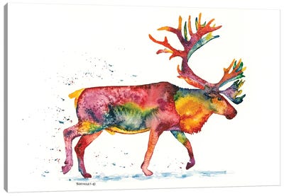 Rainbow Caribou Canvas Art Print - Dave Bartholet