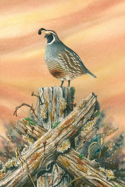 Dave Bartholet: Sunset Quail by Dave Bartholet