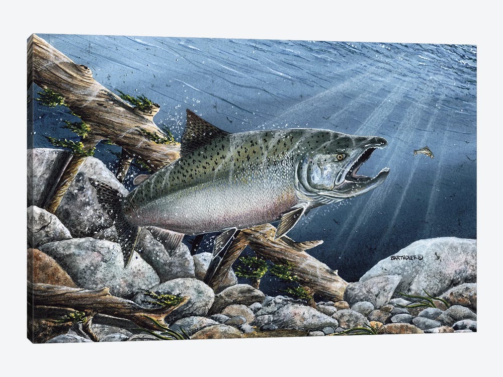Tyee by Dave Bartholet 1-piece Art Print