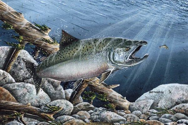 Dave Bartholet: Tyee by Dave Bartholet