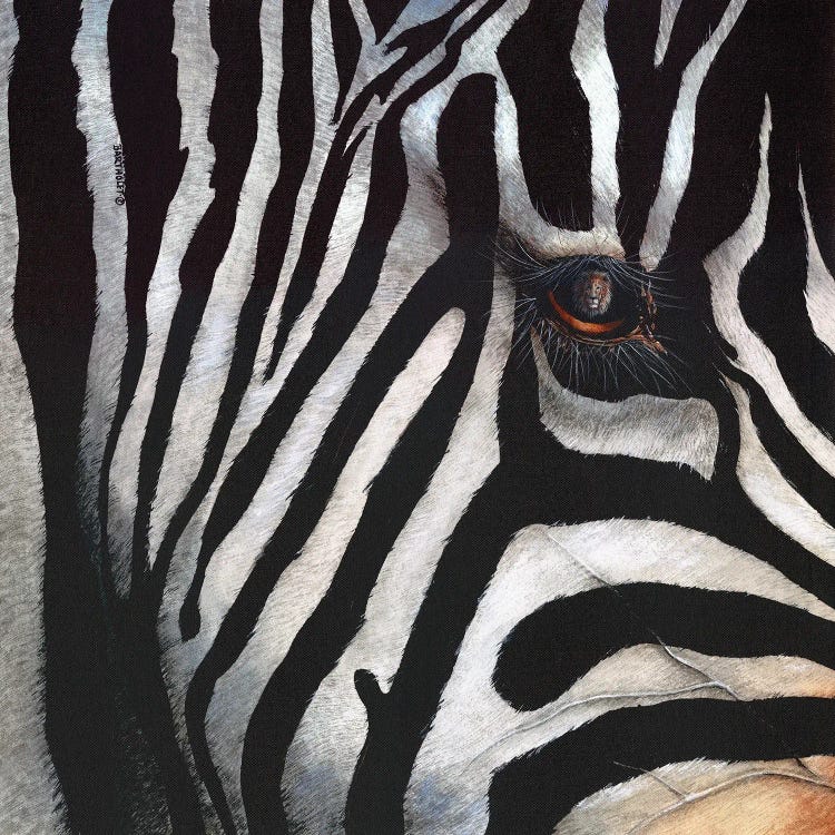 Zebra by Dave Bartholet wall art