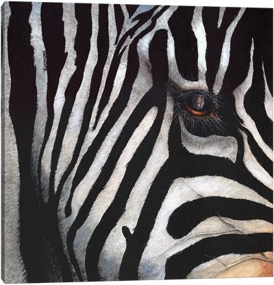 Zebra Canvas Art Print - Dave Bartholet
