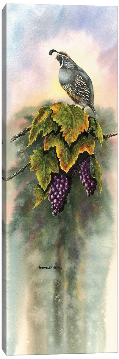 Vineyard Quail Canvas Art Print - Dave Bartholet