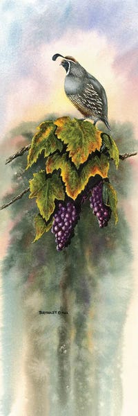 Dave Bartholet: Vineyard Quail by Dave Bartholet