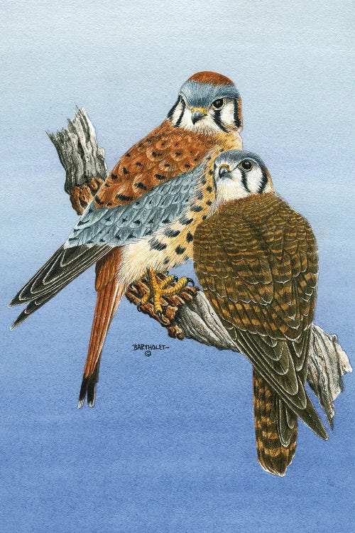 Kestrels by Dave Bartholet wall art