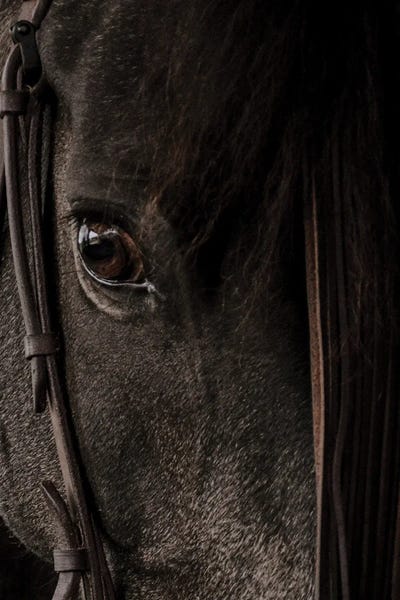 Large | 37"-48" - Framed Canvas Art: Horse's Eye by Dmitry Belov