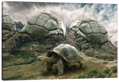 Turtle Canvas Art Print - Dmitry Biryukov