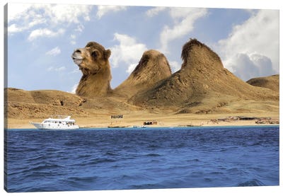 Camel Mountains Canvas Art Print - Gentle Giants