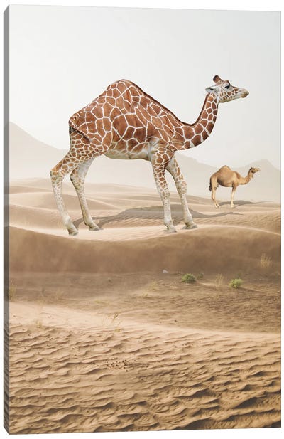 Giraffe Camel Canvas Art Print - Camel Art