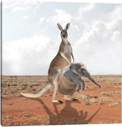 Kangaroo Canvas Art Print
