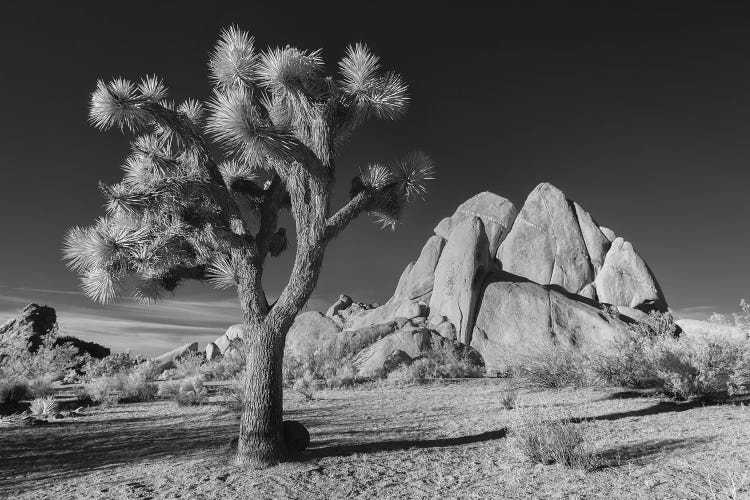 California Joshua Tree X