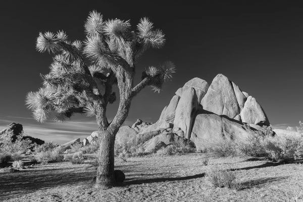 Joshua Tree National Park: California Joshua Tree X by David Clapp