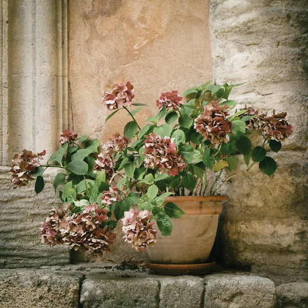 David Clapp: Hydrangea by David Clapp