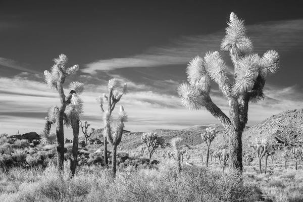 Joshua Tree National Park: California Joshua Tree XIII by David Clapp