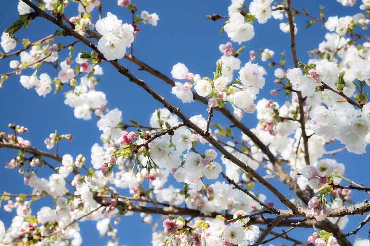 Cherry Blossom IX by David Clapp wall art