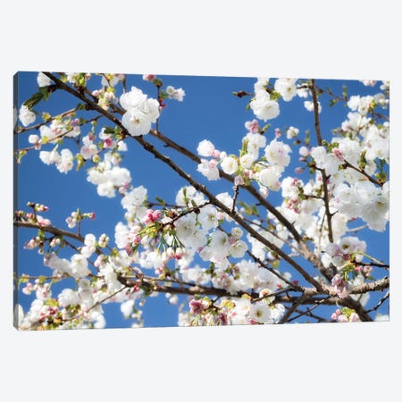Cherry Blossom IX Canvas Print #DCL15} by David Clapp Canvas Art Print