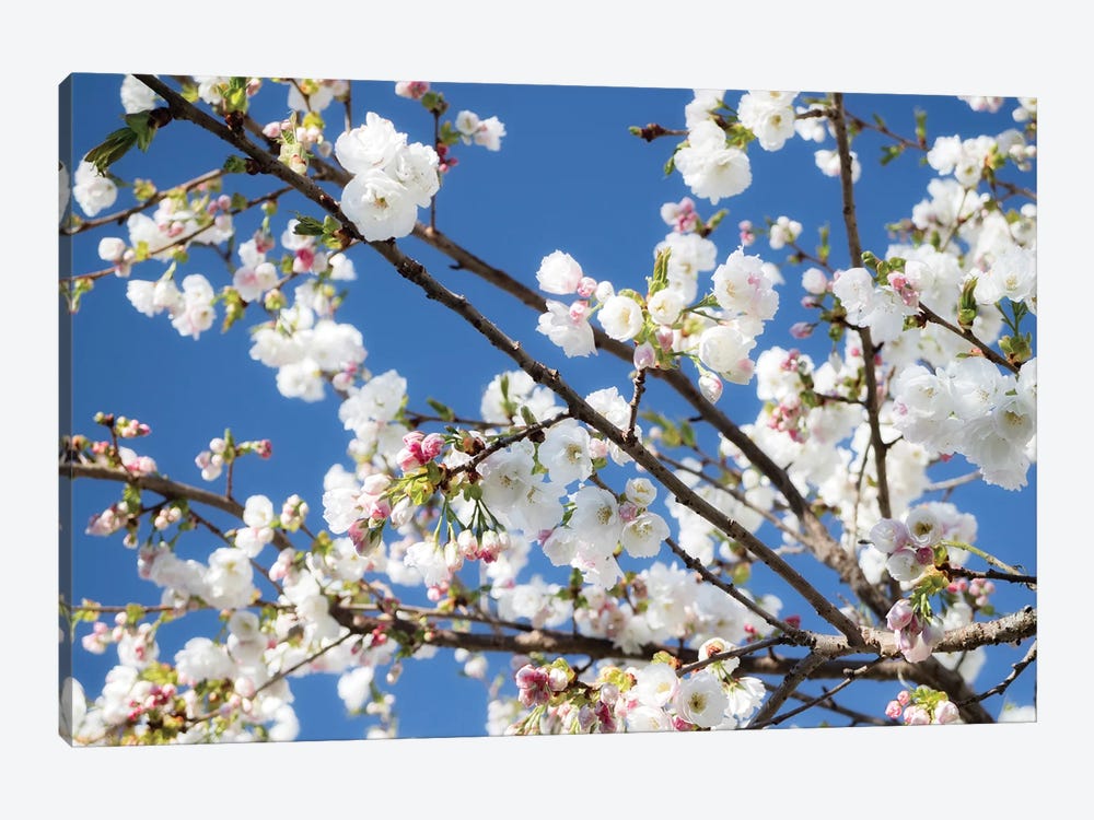 Cherry Blossom IX by David Clapp 1-piece Art Print