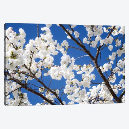 Cherry Blossom XII Canvas Print #DCL16} by David Clapp Canvas Art Print