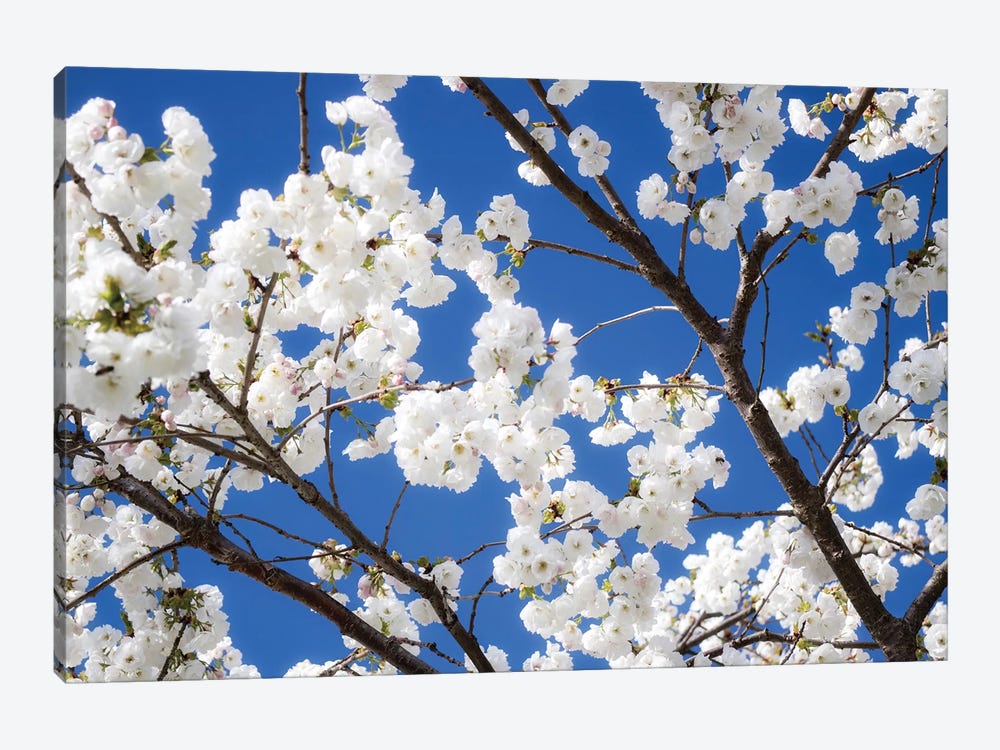Cherry Blossom XII by David Clapp 1-piece Canvas Artwork