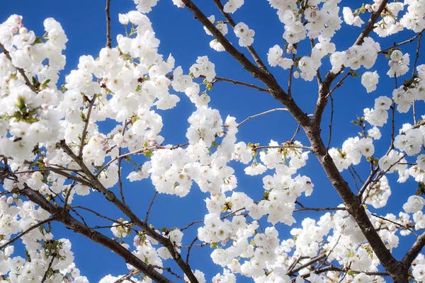 Cherry Blossoms: Cherry Blossom XII by David Clapp