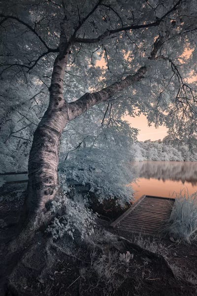 Docks & Piers: Devon, Newton Abbot Decoy II by David Clapp